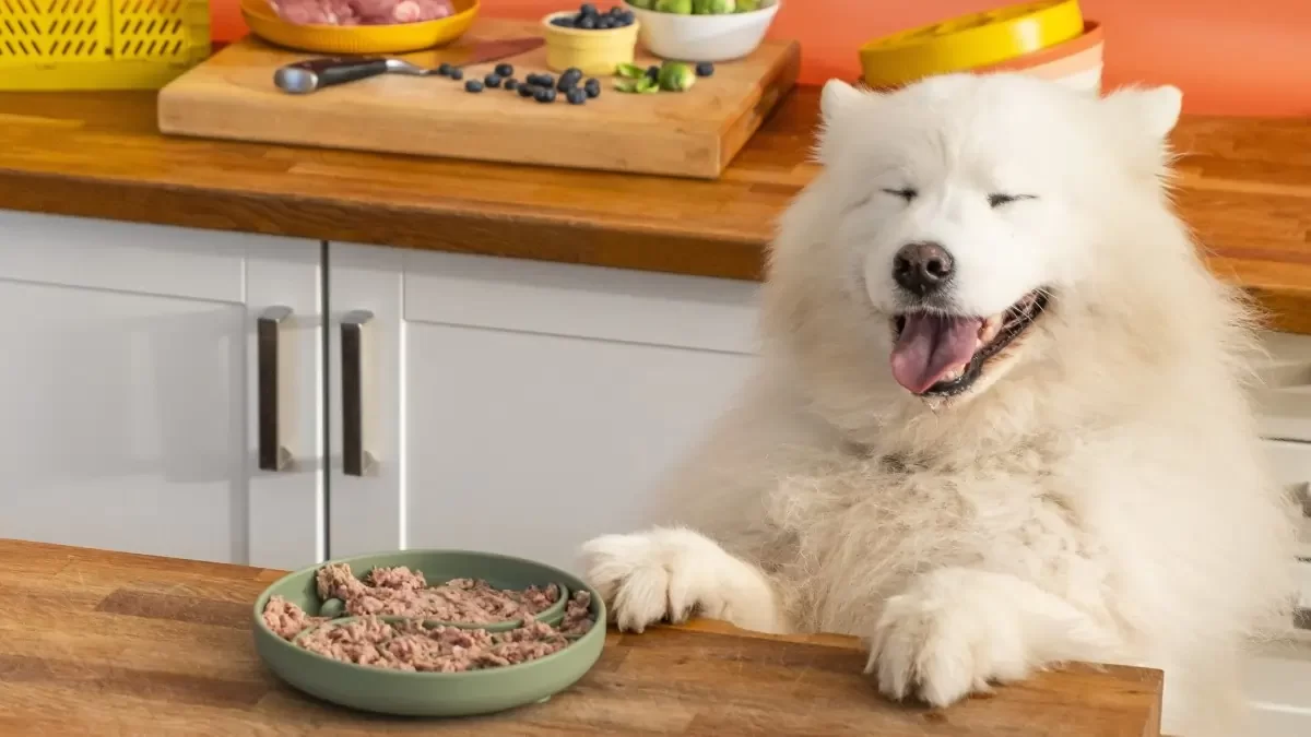 Raw Food for Dogs with Food Allergies: The Best Diet for Sensitive Pups