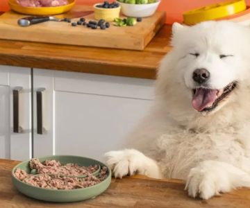 Raw Food for Dogs with Food Allergies: The Best Diet for Sensitive Pups