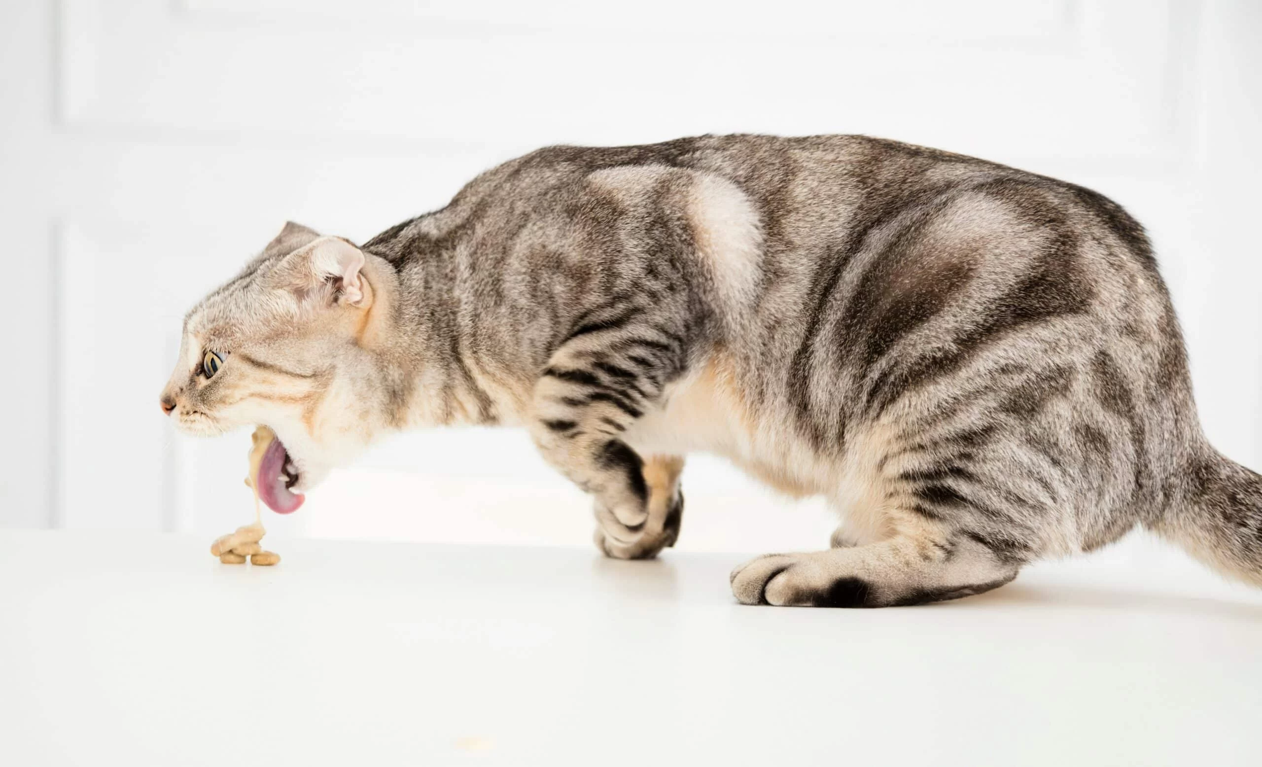 Why Does My Cat Keep Throwing Up Hairballs? Understanding Causes and Solutions