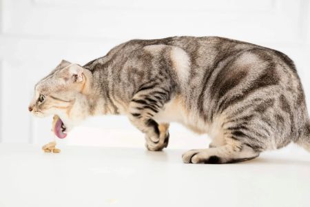 Why Does My Cat Keep Throwing Up Hairballs? Understanding Causes and Solutions