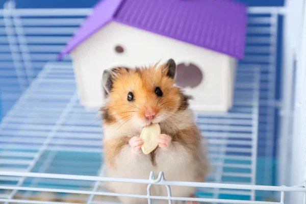 Best Hamster Cages for Small Spaces: Top Picks for Compact Living