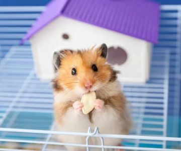 Best Hamster Cages for Small Spaces: Top Picks for Compact Living