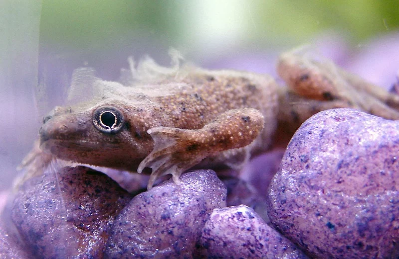 How to Help a Pet Frog Shed Properly