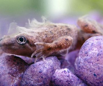 How to Help a Pet Frog Shed Properly