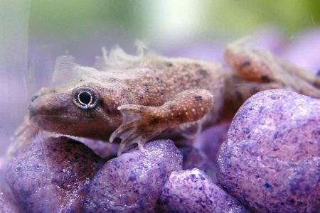 How to Help a Pet Frog Shed Properly