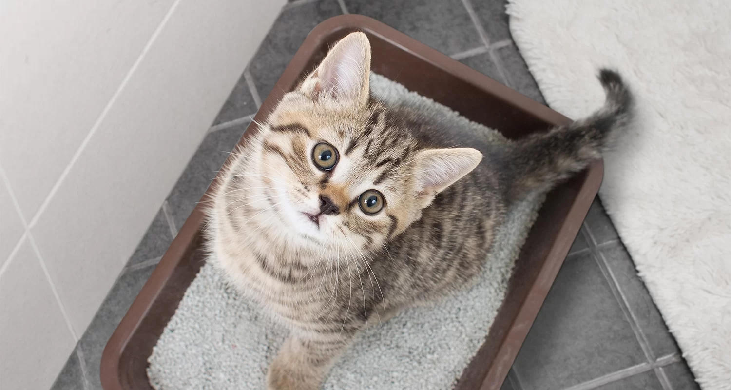 Natural Remedies for Cat Coughing: Safe and Effective Treatments