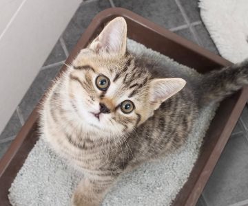 Natural Remedies for Cat Coughing: Safe and Effective Treatments