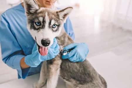 What Vaccinations Does My Pet Need Annually? A Complete Guide