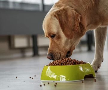 Best Food for Dogs with Diabetes: Essential Diet Tips and Top Recommendations
