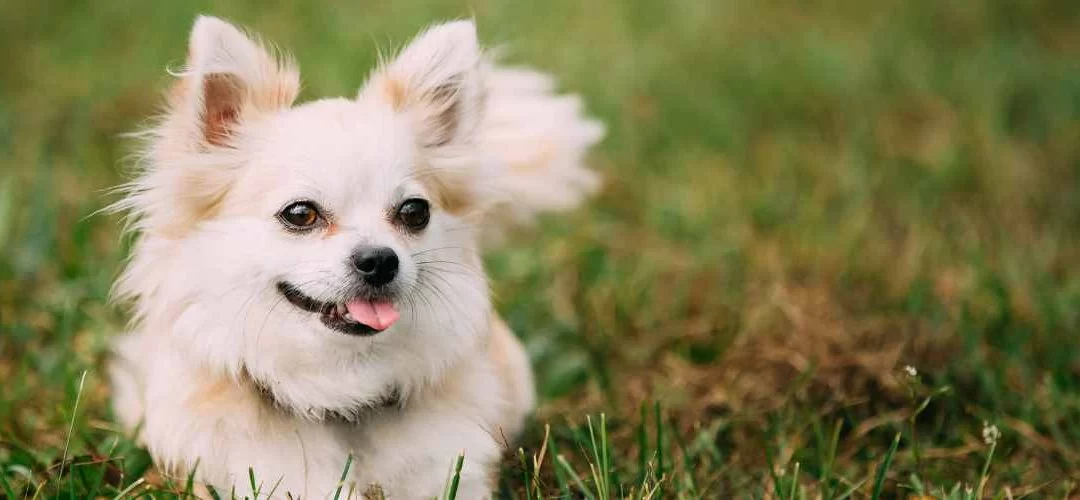 How to Keep Your Pet Safe in Hot Weather: Essential Tips for Pet Care