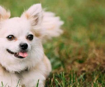 How to Keep Your Pet Safe in Hot Weather: Essential Tips for Pet Care