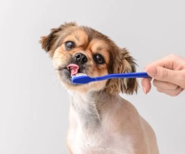 Pet Dental Cleaning Services Near Me: How to Maintain Your Pet's Oral Health