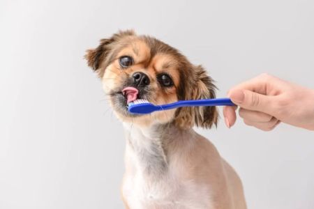 Pet Dental Cleaning Services Near Me: How to Maintain Your Pet's Oral Health