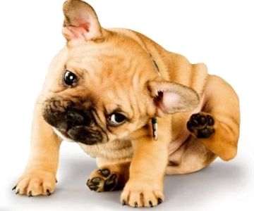 How to Treat Allergies in Pets: Effective Treatments and Remedies