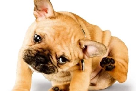 How to Treat Allergies in Pets: Effective Treatments and Remedies