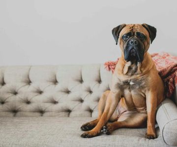 How to Train a Dog to Stop Jumping on the Couch: Proven Techniques for Success