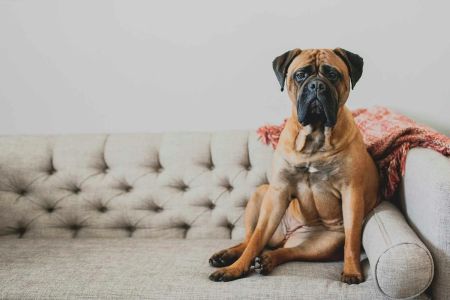 How to Train a Dog to Stop Jumping on the Couch: Proven Techniques for Success