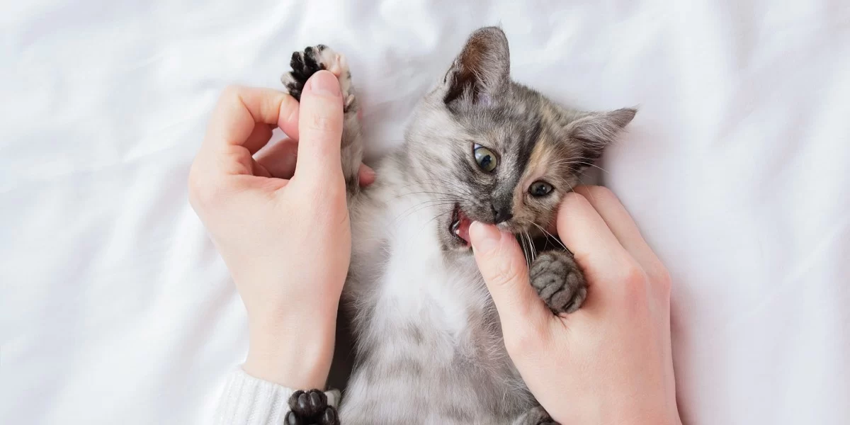 How to Stop Your Cat from Biting: Effective Solutions for Better Behavior