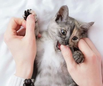 How to Stop Your Cat from Biting: Effective Solutions for Better Behavior