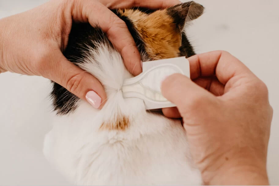Top Flea and Tick Treatments for Cats: Effective Solutions for Your Feline Friend