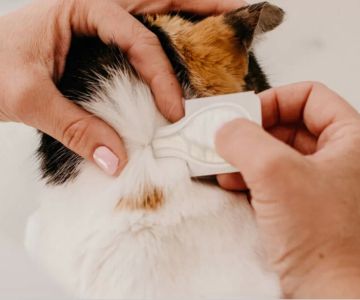 Top Flea and Tick Treatments for Cats: Effective Solutions for Your Feline Friend