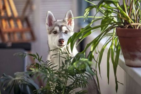 How to Prevent My Dog from Eating Poisonous Plants?