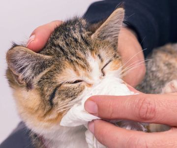 How to Tell If My Pet Has an Upper Respiratory Infection - Signs and Symptoms