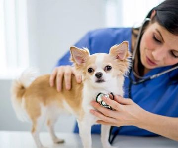 How Often Should My Pet Get a Full Health Check-Up? Essential Guide for Pet Care