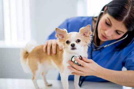 How Often Should My Pet Get a Full Health Check-Up? Essential Guide for Pet Care