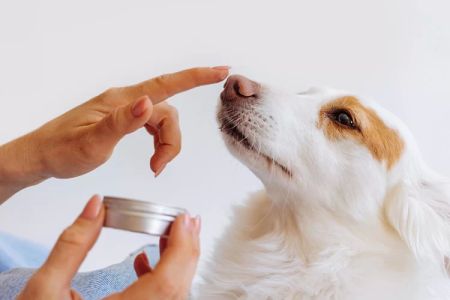 How to Treat Dog Hot Spots: Effective Home Remedies and Care