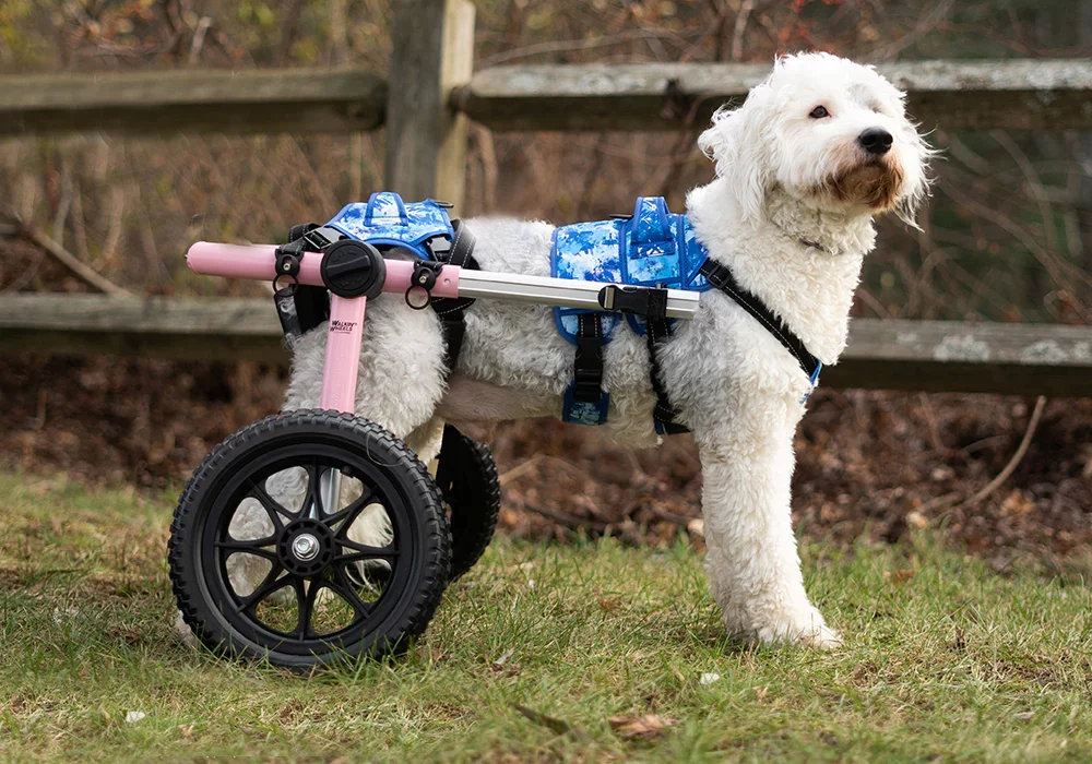 Best Pet Strollers for Dogs with Mobility Issues: Comfort and Support for Your Senior or Disabled Pet