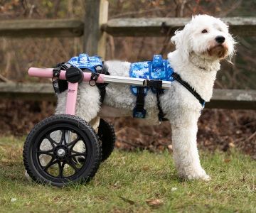 Best Pet Strollers for Dogs with Mobility Issues: Comfort and Support for Your Senior or Disabled Pet