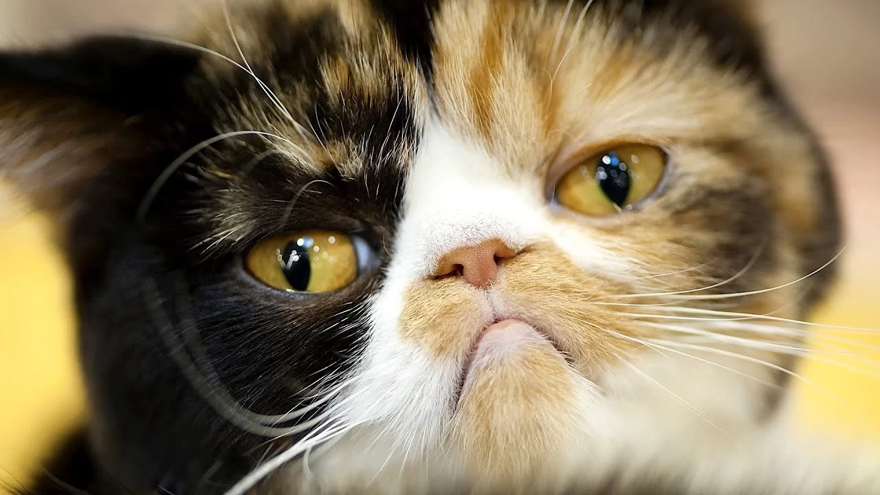 What Are the Signs of a Sick Cat? How to Recognize Illness in Your Cat