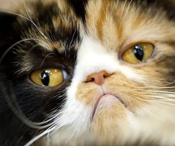 What Are the Signs of a Sick Cat? How to Recognize Illness in Your Cat