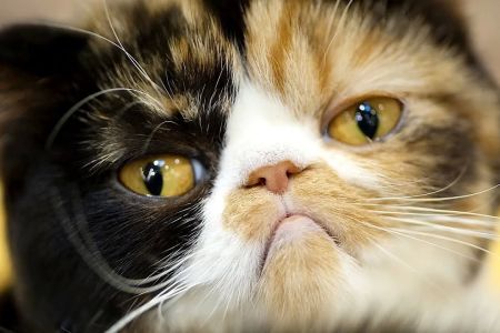 What Are the Signs of a Sick Cat? How to Recognize Illness in Your Cat