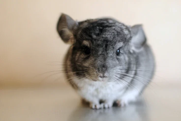 How to Help a Pet Chinchilla with Heatstroke: Essential Tips for Pet Owners