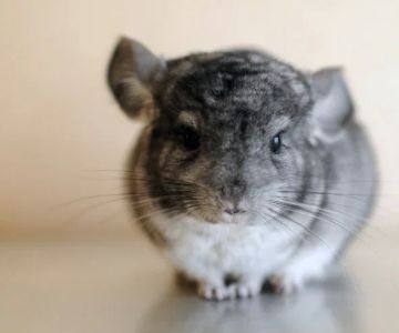How to Help a Pet Chinchilla with Heatstroke: Essential Tips for Pet Owners