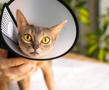 How to Find a Veterinary Hospital That Provides Holistic Care for Your Pet