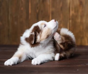Best Natural Flea Treatment for Dogs: Organic Remedies and Prevention Tips