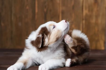 Best Natural Flea Treatment for Dogs: Organic Remedies and Prevention Tips