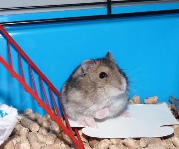 How to Set Up a Hamster Cage Properly: A Step-by-Step Guide