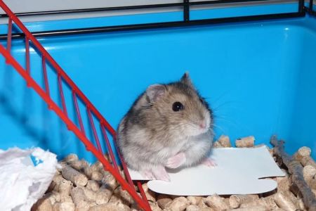 How to Set Up a Hamster Cage Properly: A Step-by-Step Guide