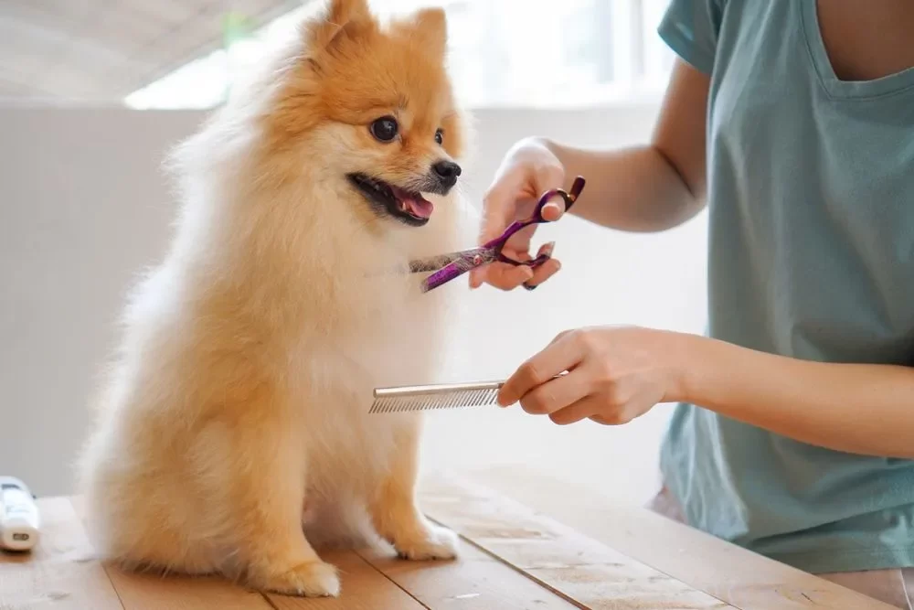 Pet Grooming and Cleaning Services: How Professional Care Can Enhance Your Pet's Health and Well-Being