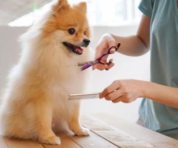 Pet Grooming and Cleaning Services: How Professional Care Can Enhance Your Pet's Health and Well-Being
