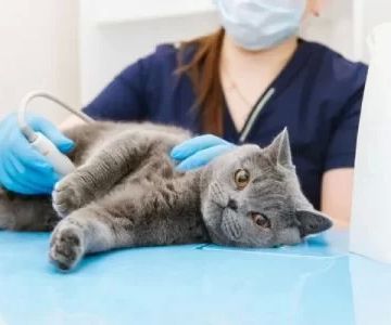 How Do I Know If My Pet Needs an X-ray or Ultrasound? Key Signs and Diagnostic Tips