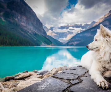 Best Pet-Friendly Destinations for Vacations: Top Spots to Travel with Your Pet