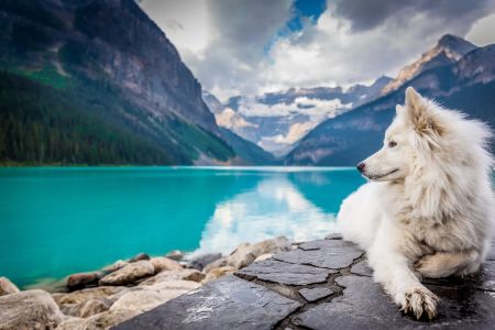 Best Pet-Friendly Destinations for Vacations: Top Spots to Travel with Your Pet