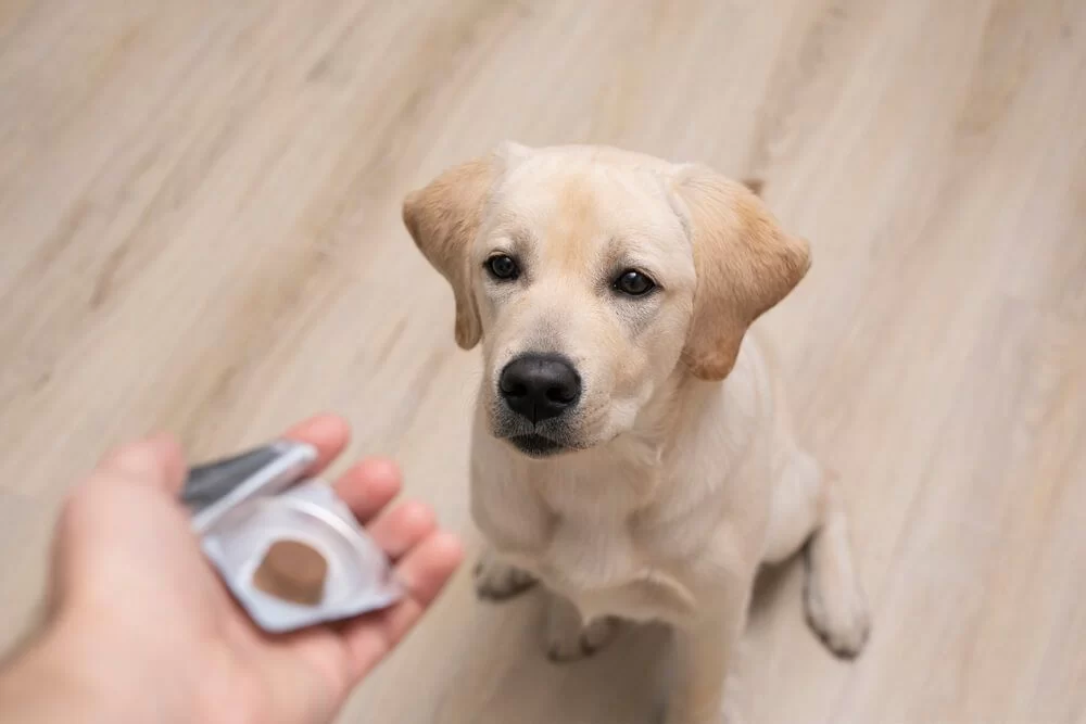 How Can I Prevent My Pet from Getting Heartworm? Effective Prevention Strategies