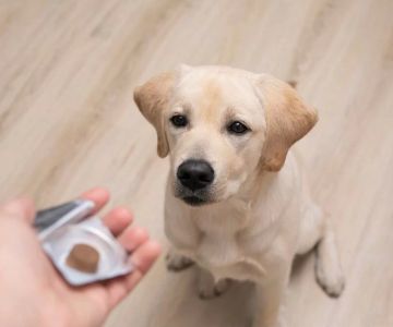 How Can I Prevent My Pet from Getting Heartworm? Effective Prevention Strategies