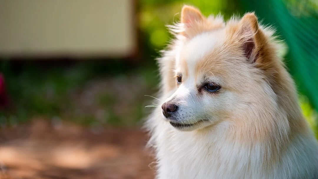 How to Recognize the Signs of Heatstroke in Pets and What to Do About It